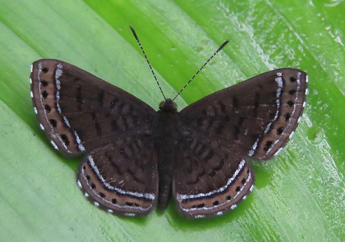 butterfly peru richhoyer riodinidae