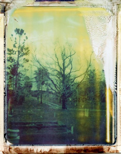 sunset color colour tree film cemetery graveyard polaroid afternoon sydney australia pack instant 1995 expired necropolis rookwood 195 669