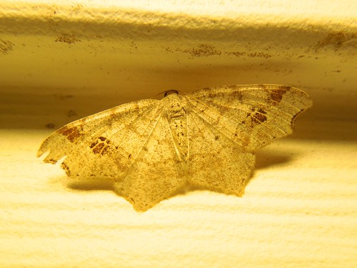usa insect virginia moth va princewilliamcounty macaria commonangle macariaaemulataria taxonomy:binomial=macariaaemulataria taxonomy:common=commonangle
