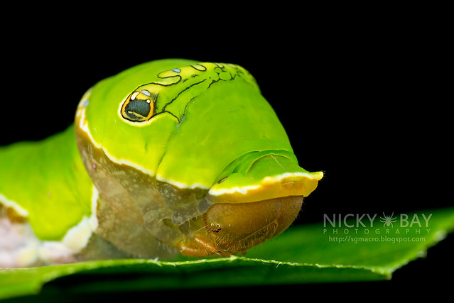 Common Mormon larva (Papilio polytes) - DSC_6502