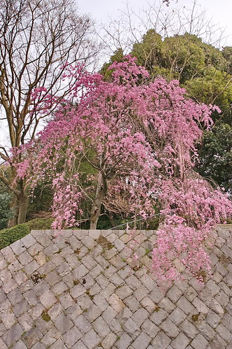 【写真】2013 桜 : 知恩院/2020-02-05/IMGP9275