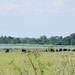A picturesque landscape with cows grazing on the meadow by the pond.
