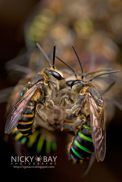 Sweat Bees sleeping (Halictidae) - DSC_2004