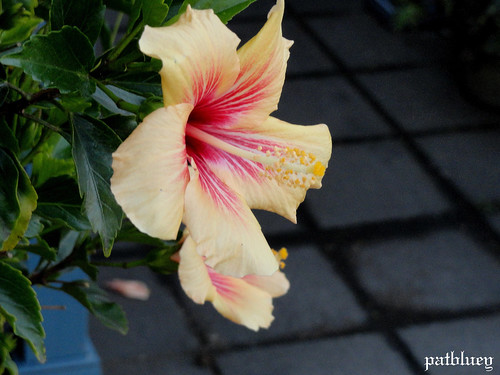 A yellow pink Hibiscus