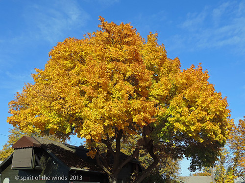 autumn trees fall spokanewashingtonstate