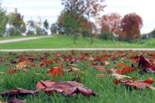 automne la eau metz feuilles seille