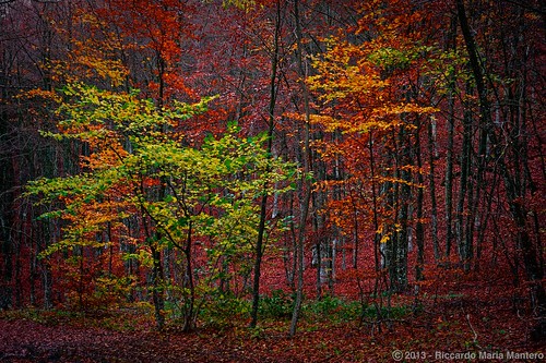 wood autumn trees red italy mountain green fall nature leaves yellow clouds forest silver outdoors landscapes moss woods foliage vegetation piedmont hdr beech riccardo beeches barks appennines mantero giarolo afszoomnikkor2470mmf28ged ljsilver71