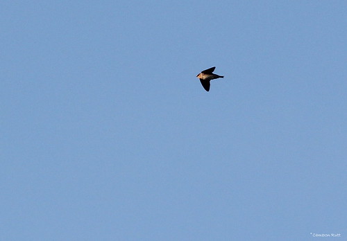 louisiana swallow vagrant songbird caveswallow petrochelidonfulva