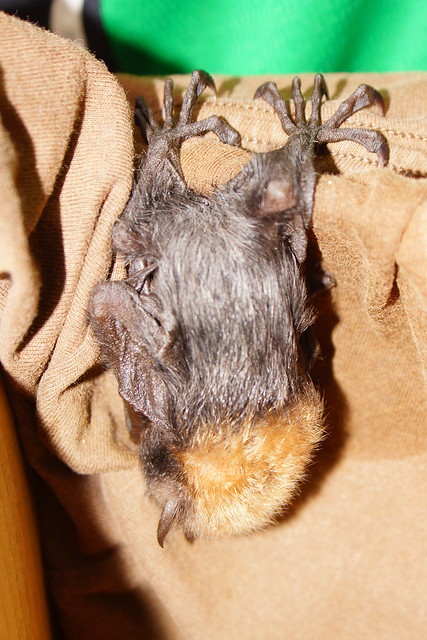 Palau Fruit Bat Baby DSC02858