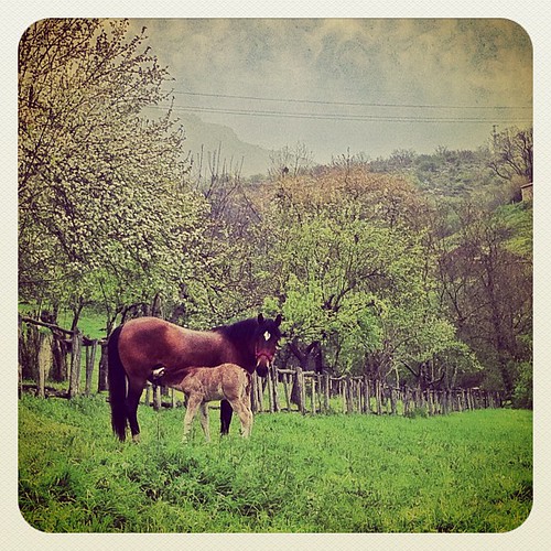 life horse nature uploaded:by=flickstagram instagram:photo=1956419866558206657719453
