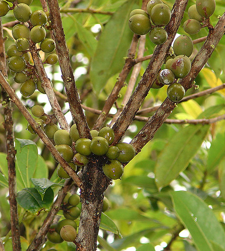 Pittosporum resiniferum, the Kerosene Fruit.