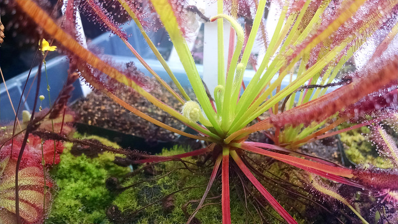 Drosera capensis with flower stalk.