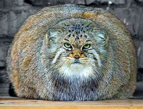 fat_cat