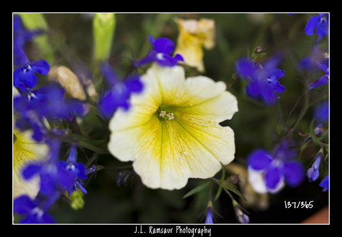 flowers flower macro nature yellow closeup rural landscape outdoors photography photo nikon dof bokeh landscaping tennessee pic depthoffield yellowflower photograph flowerpot thesouth 365 frontporch cumberlandplateau blueflower macrophotography ruralamerica closeupphotography spri flowerpetal putnamcounty cookevilletn project365 middletennessee 2013 ruraltennessee ruralview 365daysproject 365project 365photos 137365 ibeauty southernlandscape d5200 southernphotography screamofthephotographer jlrphotography photographyforgod nikond5200 engineerswithcameras god’sartwork nature’spaintbrush jlramsaurphotography 1yearofphotographs 365photographsinayear 1shotperdayfor1year