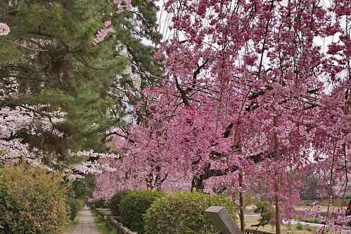 【写真】2013 桜 : 半木の道/2021-11-05/IMGP9490