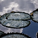 Lily Pads and Reflected Clouds