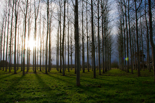 trees sunset shadow france ombre arbres paysdelaloire mûrserigné