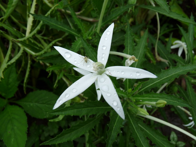 Isotoma longiflora