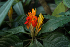 Aphelandra in the Palm House