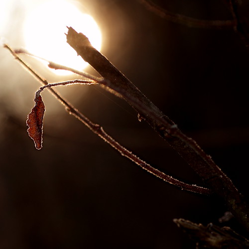 morning winter tree ice sunrise leaf blatt eis sonnenaufgang morgen baum mindelsee
