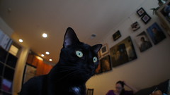 Martha Cat through Fisheye Lens