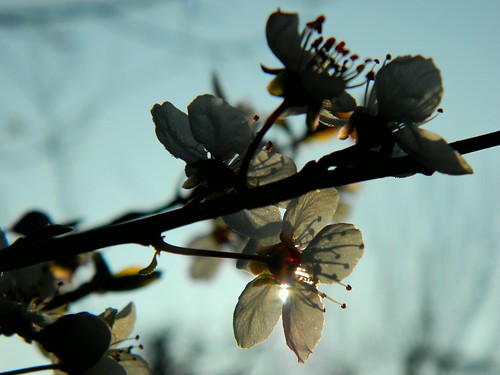 morning flowers blue sky white fleur sunrise soleil bleu ciel blanche lever matin branche