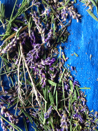 Lavender Harvest & Steam Distillation Festival at Sacred Mountain Farm