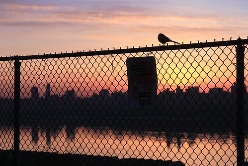 city nyc newyorkcity sky sun bird nature colors silhouette clouds sunrise fence cityscape manhattan citylife nycskyline vividcolors newyorkcityskyline sunriseovermanhattan