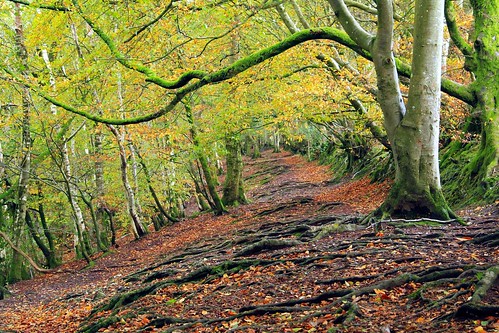 wood autumn trees leaves woodland roots somerset wellington nationaltrust beech wellingtonmonument
