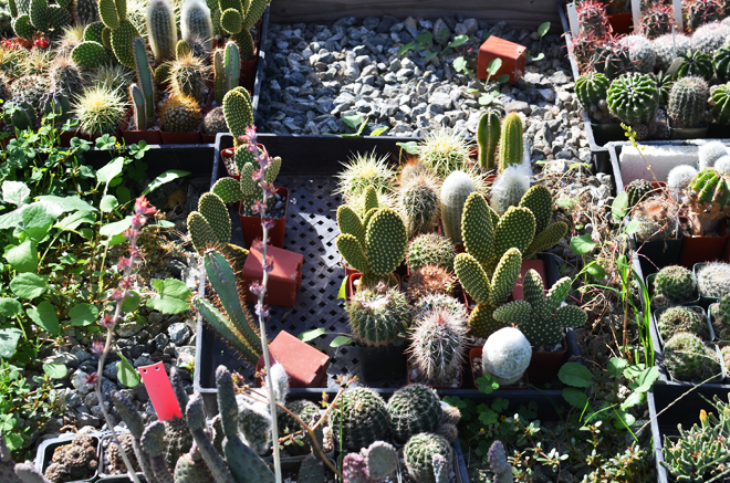 cactus shopping