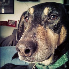 Tut says Good Morning...  #dogstagram #coonhoundmix #instadog #houndmix #closeup