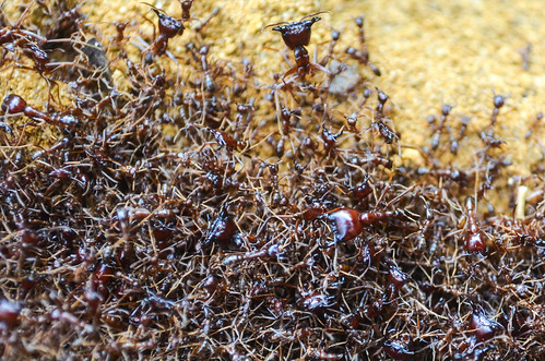 African ants