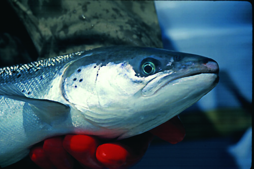 Atlantic Salmon female