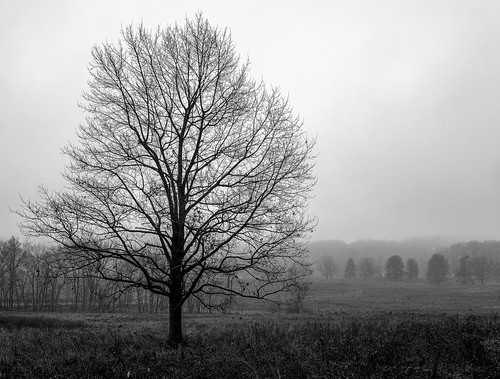 park trees winter bw white mist black nature fog sad pennsylvania pa national valley bleak forge melancholy depressing 2014