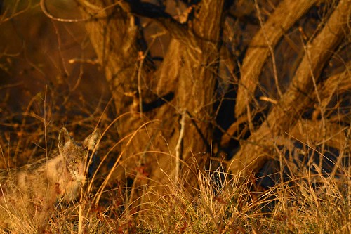 coyote kansas wichita toughlife chisholmcreekpark