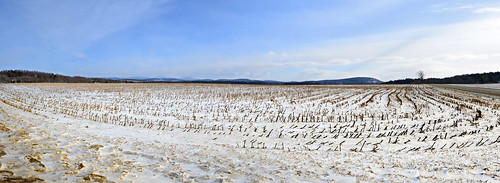 panorama field corn vermont charlotte