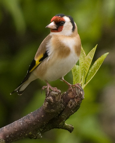 Goldfinch 15