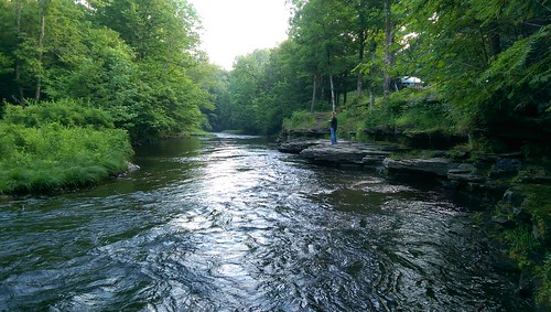green forest river newyorkstate camden trout fishing stream