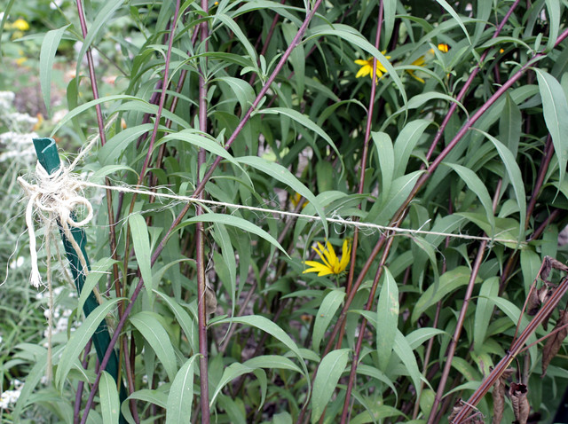 closeup of a stake with twine enclosing sunflower stems