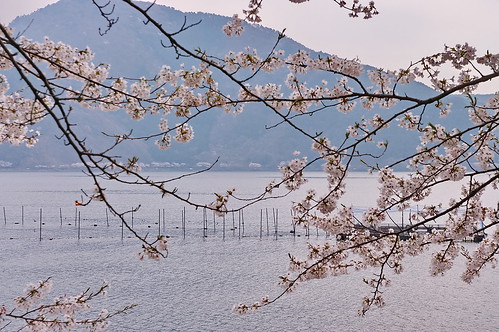 【写真】2013 桜 : 海津大崎/2019-11-20/IMGP0176