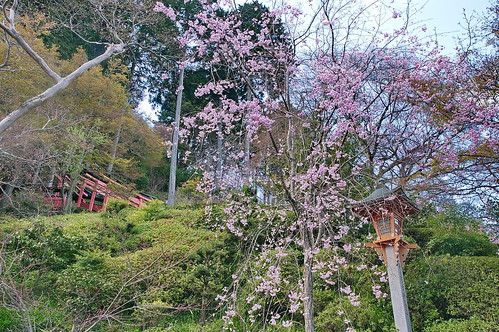 【写真】2013 桜 : 善峯寺/2021-11-23/IMGP0130