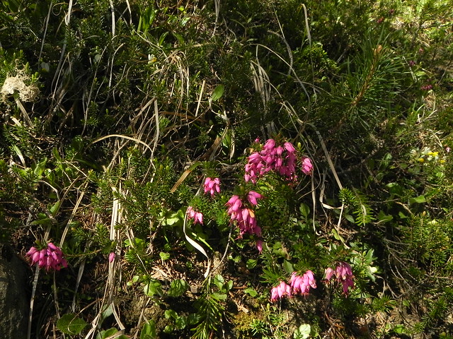 Erica herbacea=Bruyère herbacée ou carnée