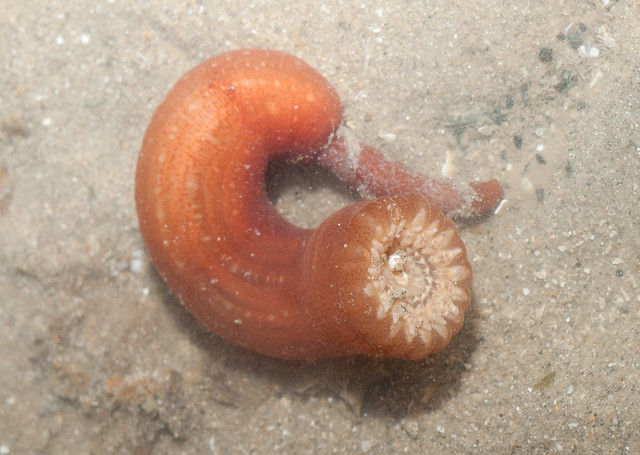 'Brown' Peachia sea anemone (Synpeachia temasek)
