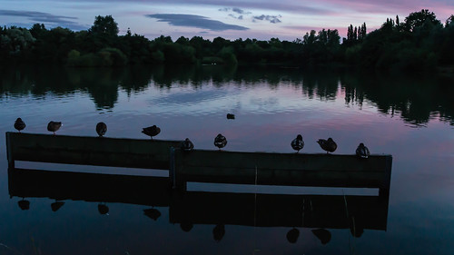 england lake reflection bird leicestershire unitedkingdom dusk waterfowl roosting loughborough waterbirds charnwood charnwoodwater blindphotographers