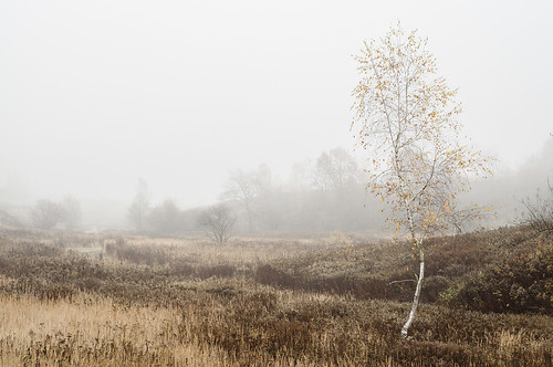 autumn tree poland polska lublin krajobraz mgła fog fall nikon d90 nikkor 50mm misty birch betula 50 18d 18 paisaje natural