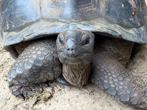Closeup of an Aldabra tortoise in the Mont Fleuri Botanical Gardens at Victoria, Seychelles