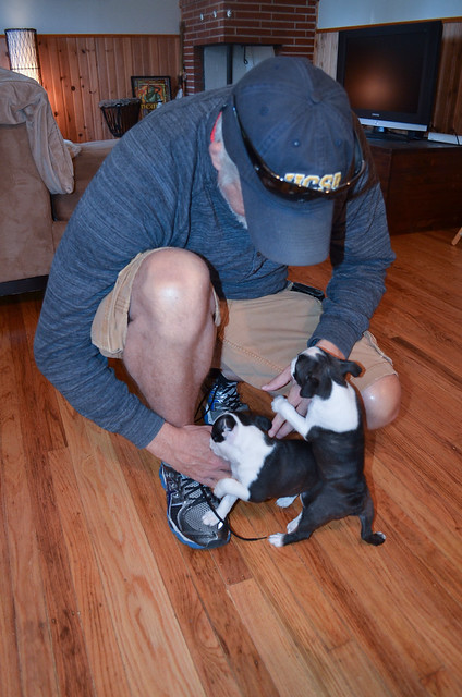 A man playing with Boston Terrier puppies.