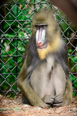 Mandrill Posed by a Fence