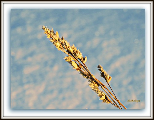 light sunset grass golden evening seeds heads citritbestofyours