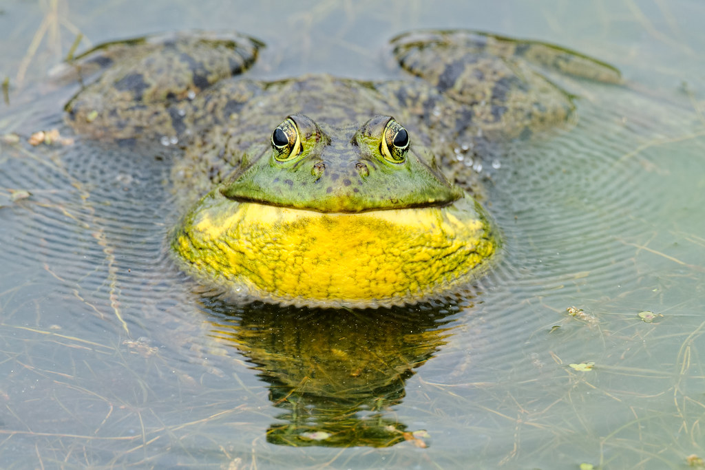 A male bullfrog croaks and creates ripples in the water